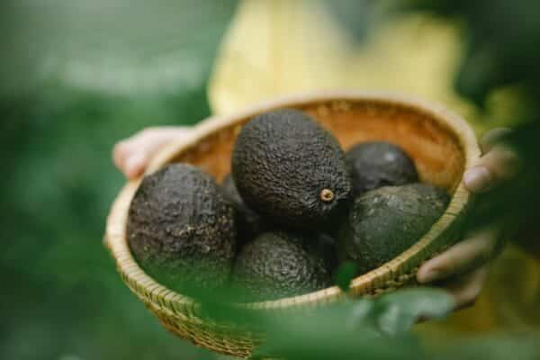 Palta Hass - 1 kg